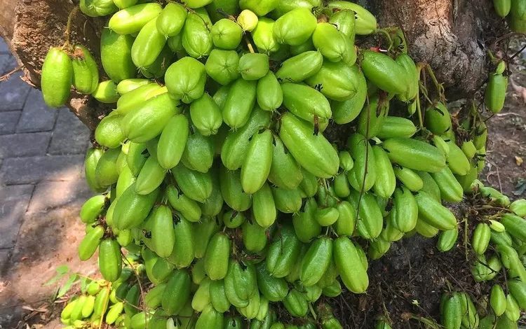 Manfaat Pengobatan Herbal Belimbing Wuluh