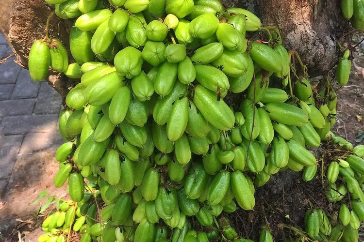 Manfaat Pengobatan Herbal Belimbing Wuluh