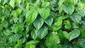 Daun Sirih Tanaman Herbal Berkhasiat
